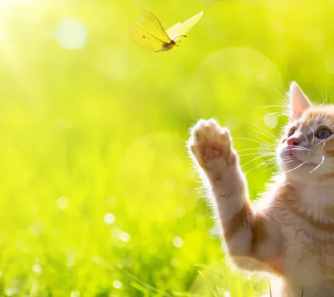 Cat in a field pawing at a butterfly 